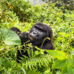 Uganda Gorilla Tours from Georgia