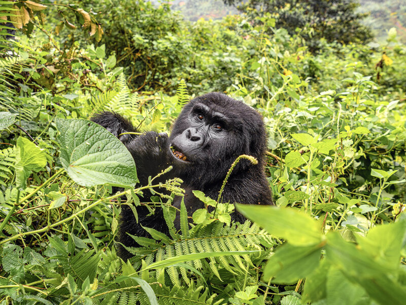 Uganda Gorilla Tours from Georgia