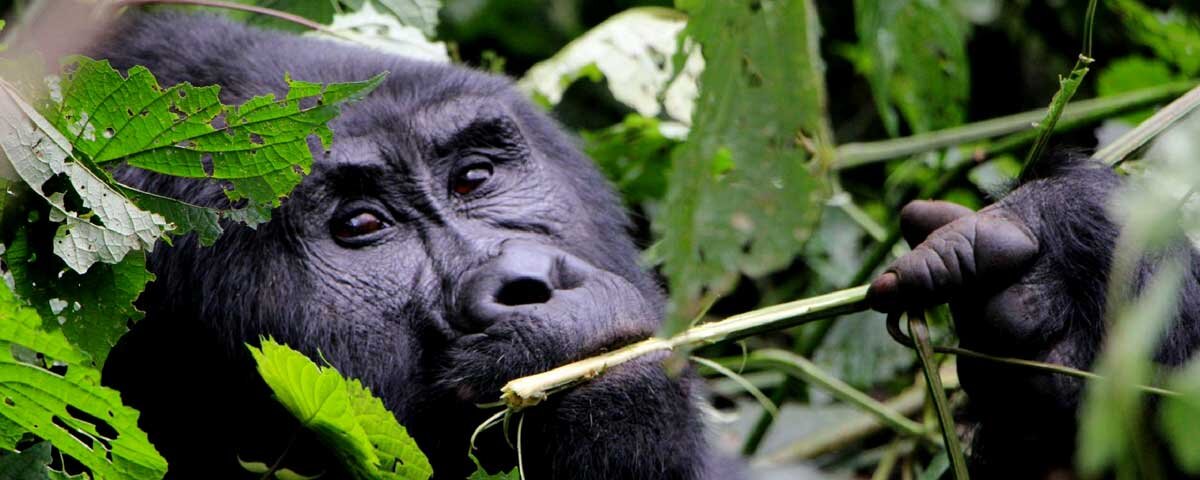Uganda Gorilla Tours from Germany