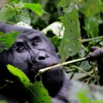 Uganda Gorilla Tours from Germany