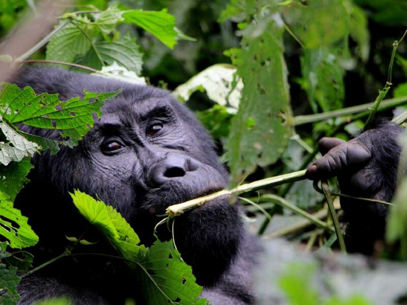 Uganda Gorilla Tours from Germany