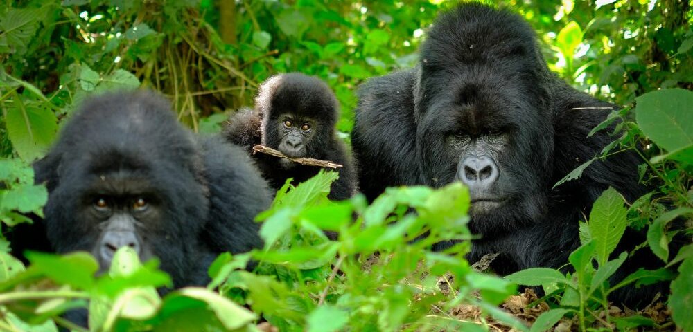 Uganda Gorilla Tours from Gibraltar