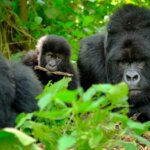 Uganda Gorilla Tours from Gibraltar