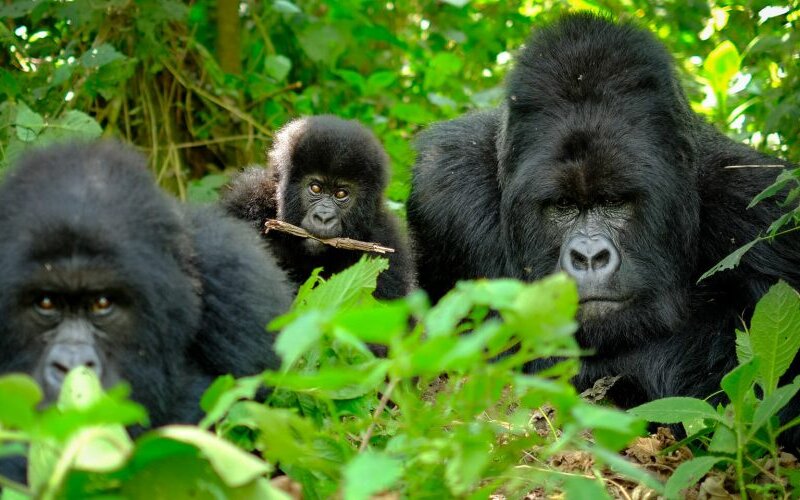 Uganda Gorilla Tours from Gibraltar