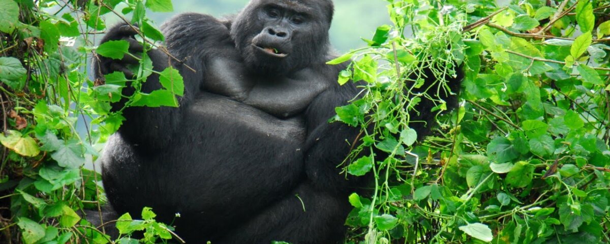 Uganda Gorilla Tours from Greece