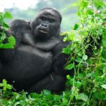 Uganda Gorilla Tours from Greece