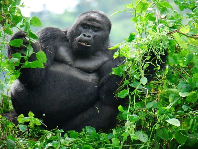 Uganda Gorilla Tours from Greece