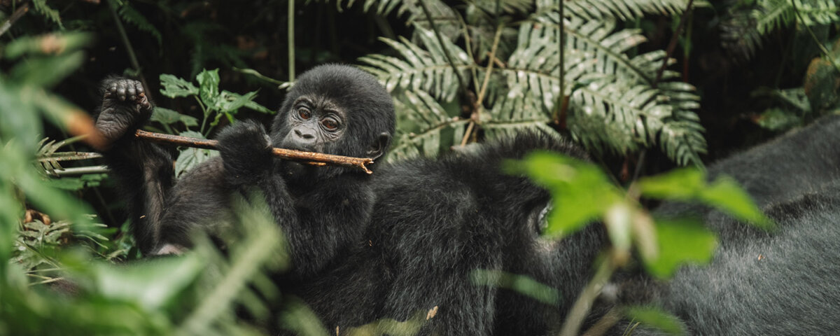 Uganda Gorilla Tours from Iceland