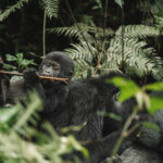 Uganda Gorilla Tours from Iceland