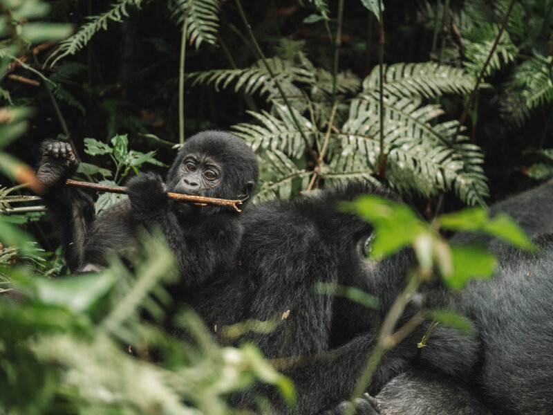 Uganda Gorilla Tours from Iceland
