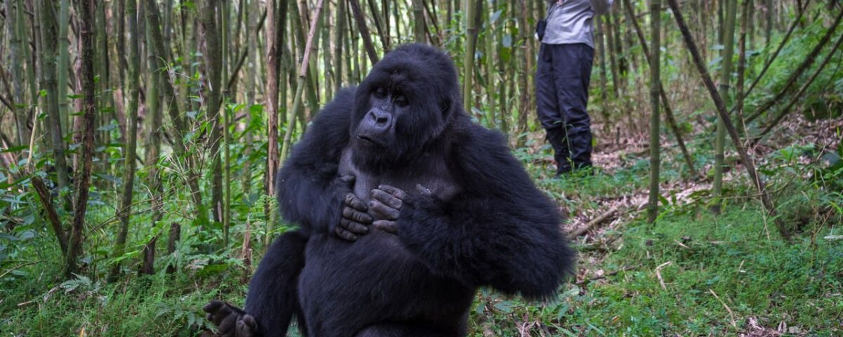 Uganda Gorilla Tours from Ireland
