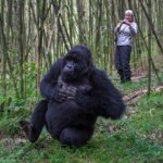 Uganda Gorilla Tours from Ireland