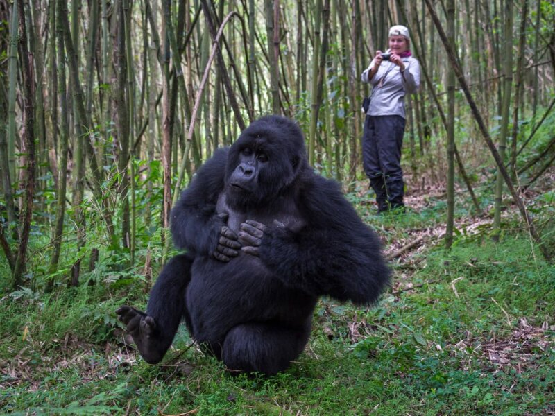 Uganda Gorilla Tours from Ireland