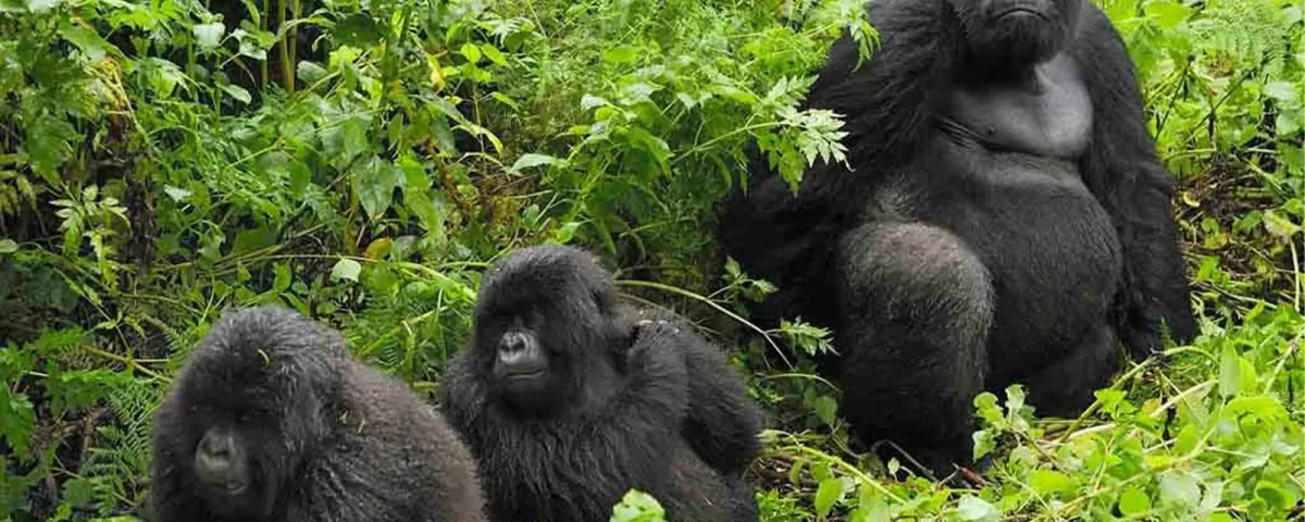 Uganda Gorilla Tours from Kosovo Europe