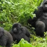 Uganda Gorilla Tours from Kosovo Europe
