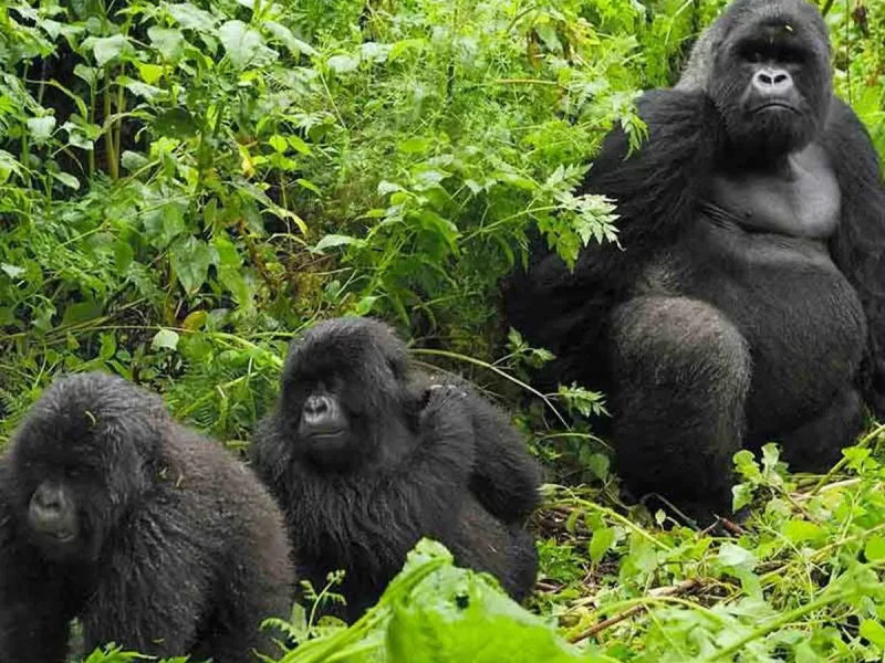 Uganda Gorilla Tours from Kosovo Europe