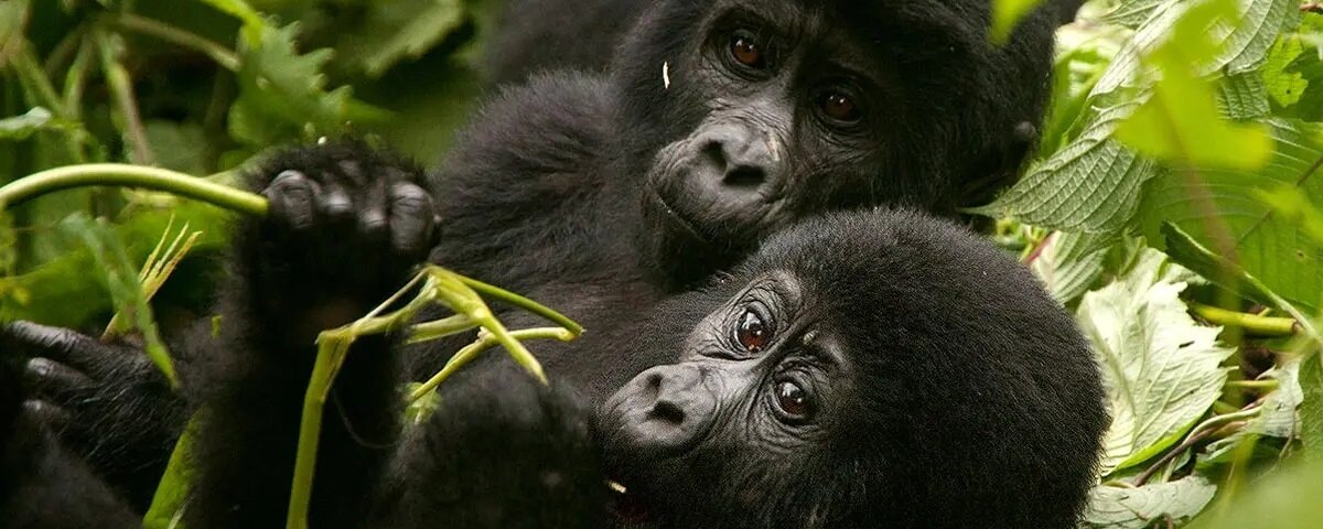 Uganda Gorilla Tours from Lithuania Europe