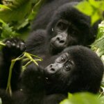 Uganda Gorilla Tours from Lithuania Europe