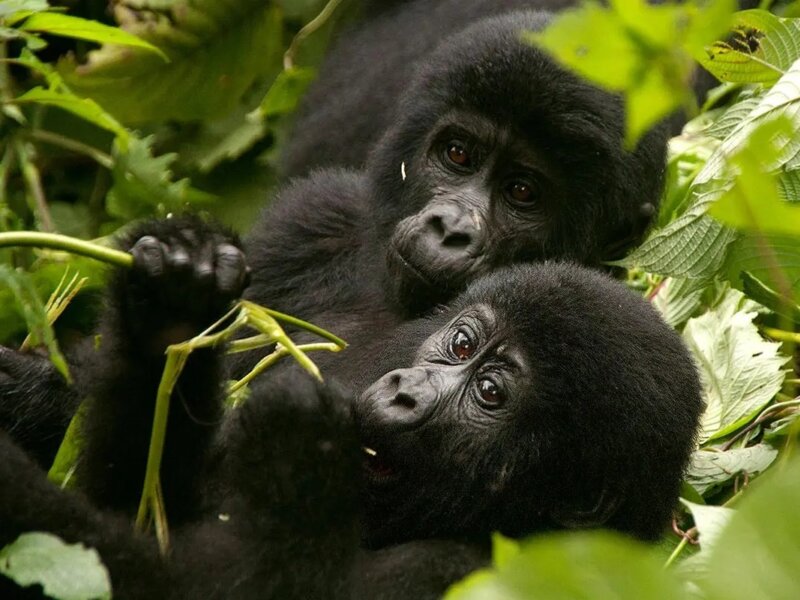 Uganda Gorilla Tours from Lithuania Europe