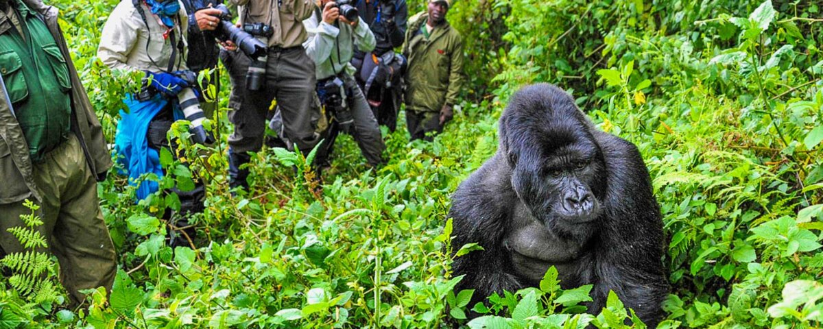 Uganda Gorilla Tours from Macedonia