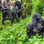 Uganda Gorilla Tours from Macedonia