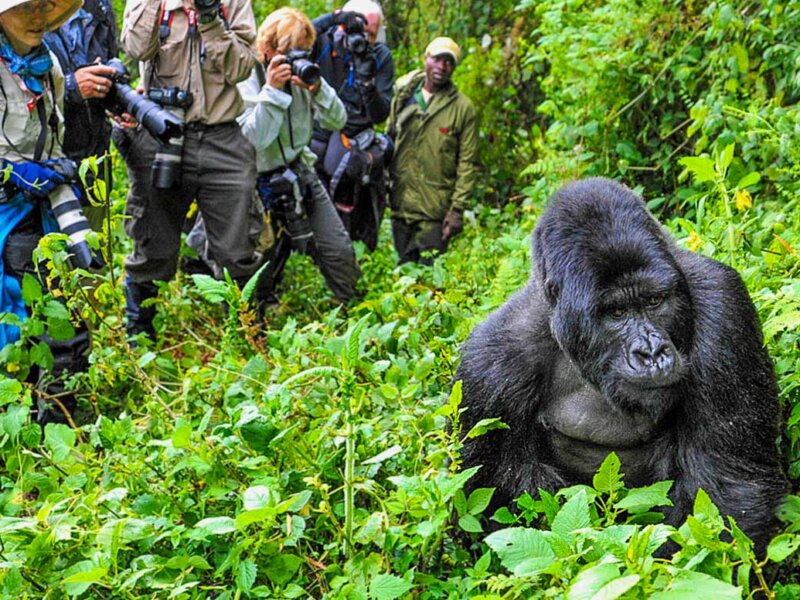 Uganda Gorilla Tours from Macedonia