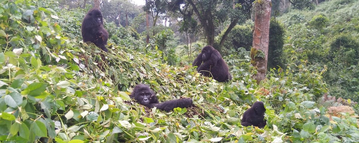 Uganda Gorilla Tours from Mexico