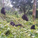 Uganda Gorilla Tours from Mexico
