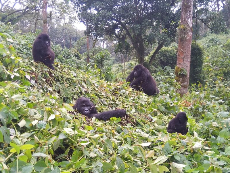 Uganda Gorilla Tours from Mexico