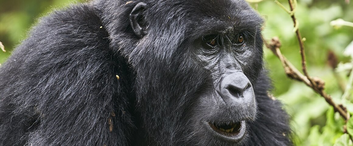 Uganda Gorilla Tours from New Zealand