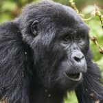 Uganda Gorilla Tours from New Zealand