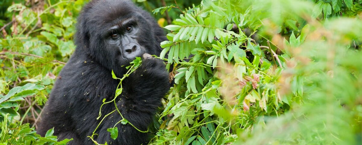 Uganda Gorilla Tours from Qatar