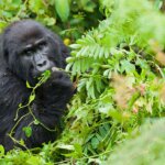 Uganda Gorilla Tours from Qatar