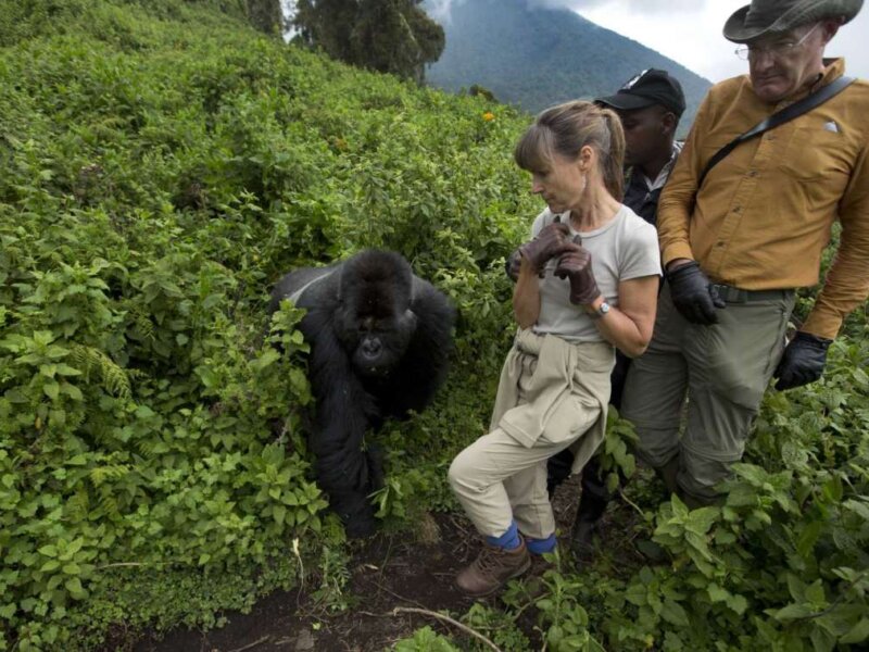 Uganda Gorilla Tours from Romania