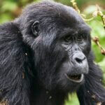 Uganda Gorilla Tours from Slovenia