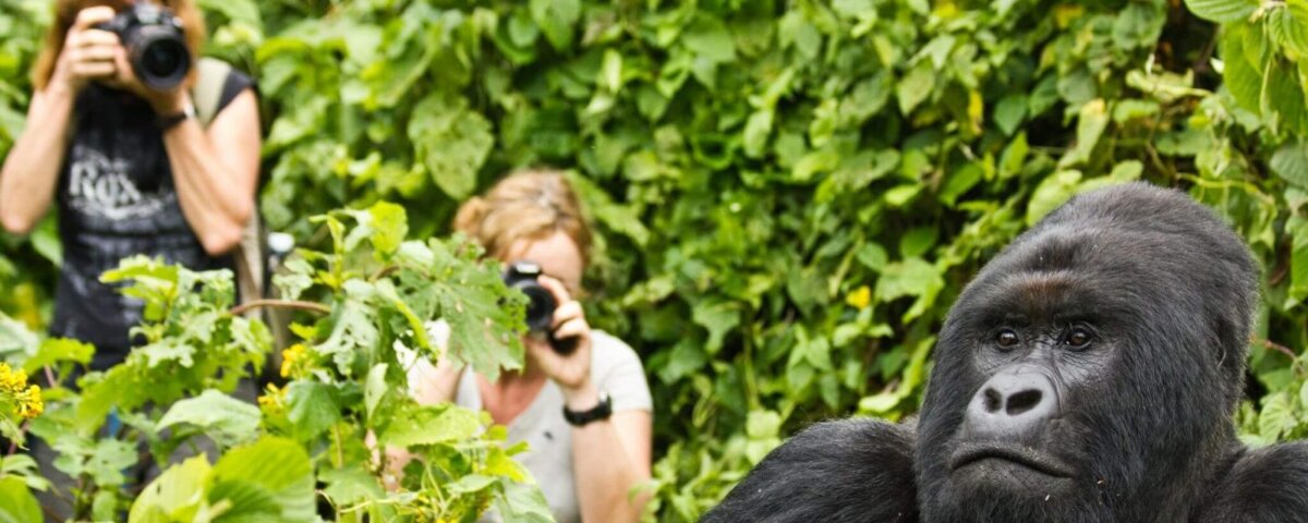 Uganda Gorilla Tours from South Africa