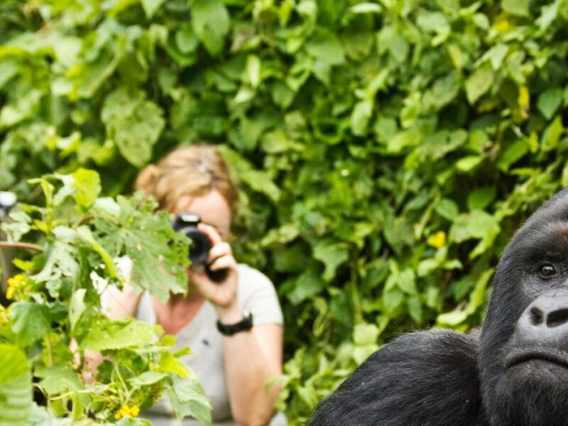 Uganda Gorilla Tours from South Africa