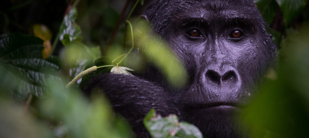 Uganda Gorilla Tours from Spain