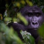 Uganda Gorilla Tours from Spain