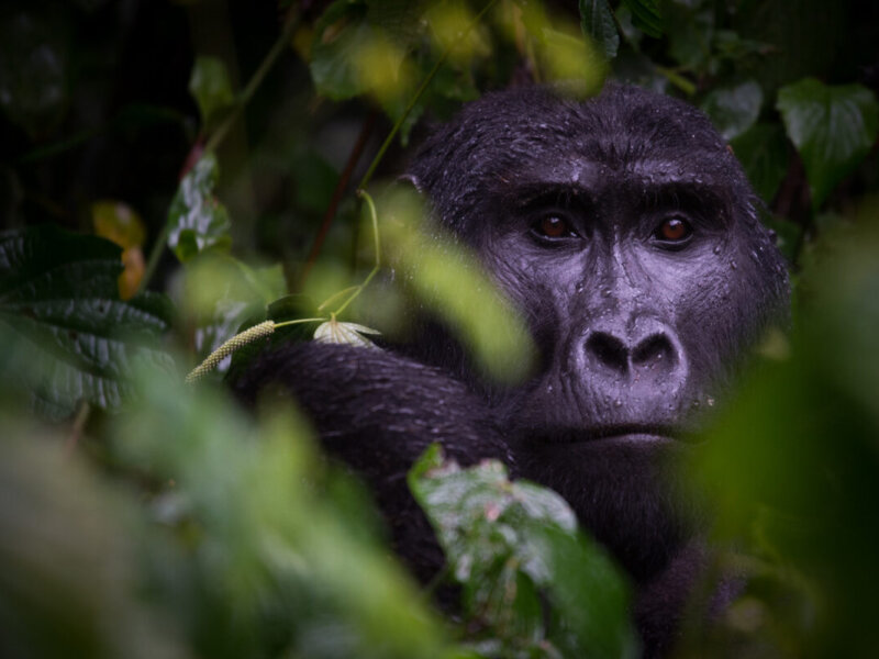 Uganda Gorilla Tours from Spain