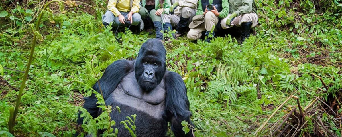 Uganda Gorilla Tours from Sweden