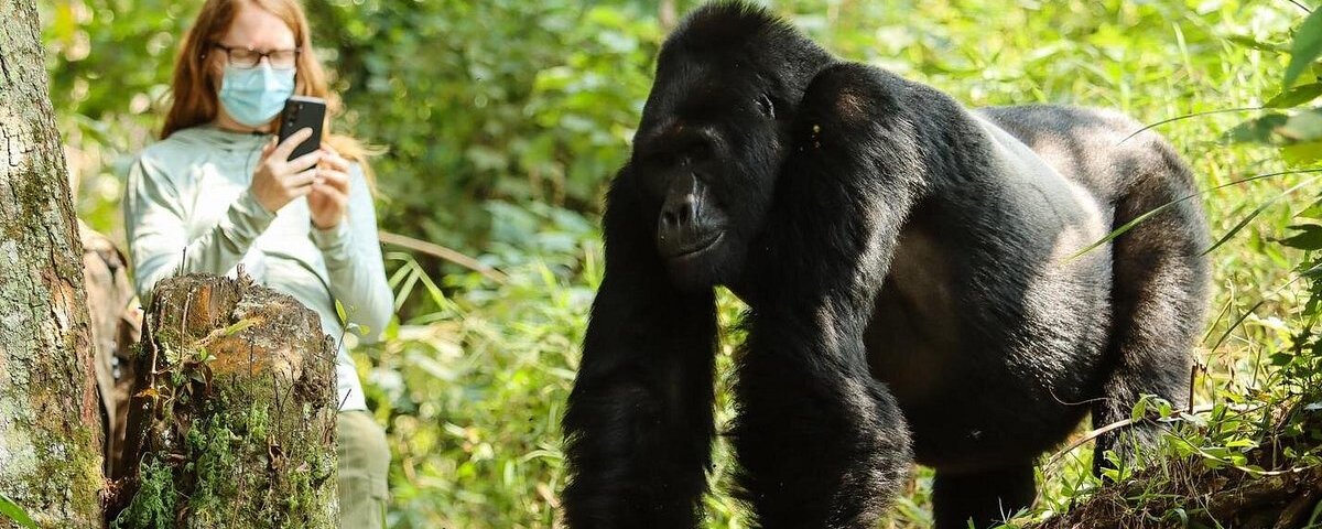 Uganda Gorilla Tours from Switzerland