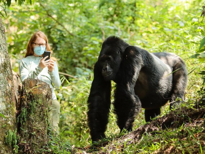 Uganda Gorilla Tours from Switzerland
