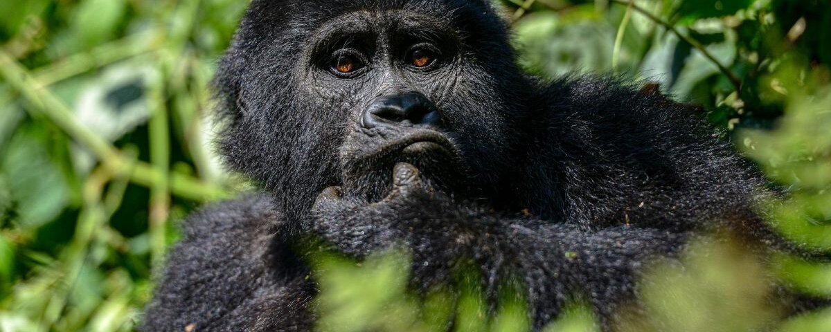 Uganda Gorilla Tours from Thailand