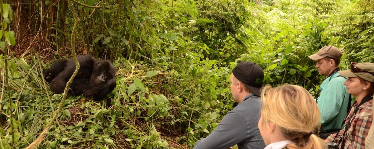 Uganda Gorilla Tours from Turkey