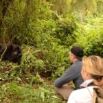 Uganda Gorilla Tours from Turkey