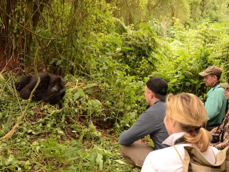 Uganda Gorilla Tours from Turkey