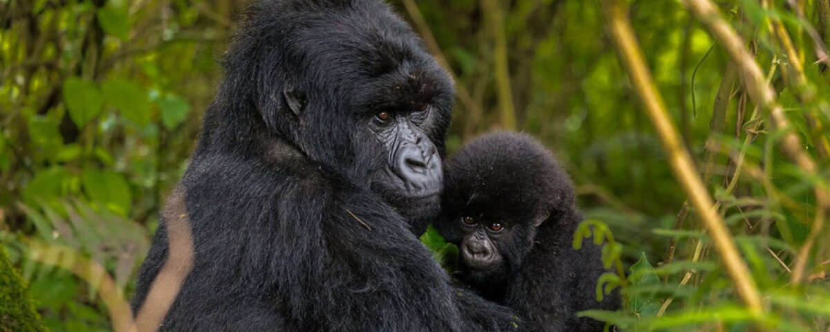 Uganda Gorilla Trekking from the United Kingdom