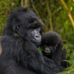 Uganda Gorilla Trekking from the United Kingdom
