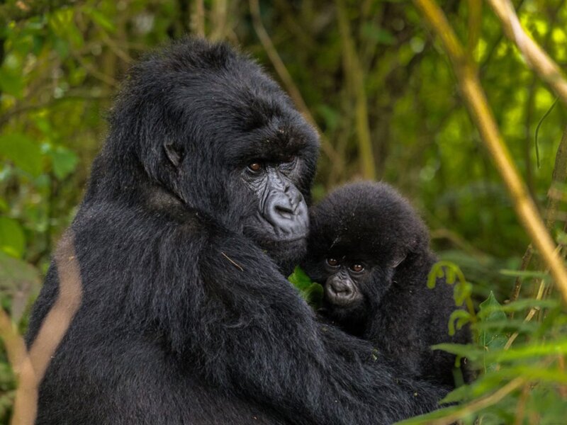 Uganda Gorilla Trekking from the United Kingdom